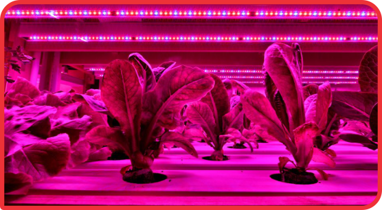 Horticultural Weatherproof LED Lighting